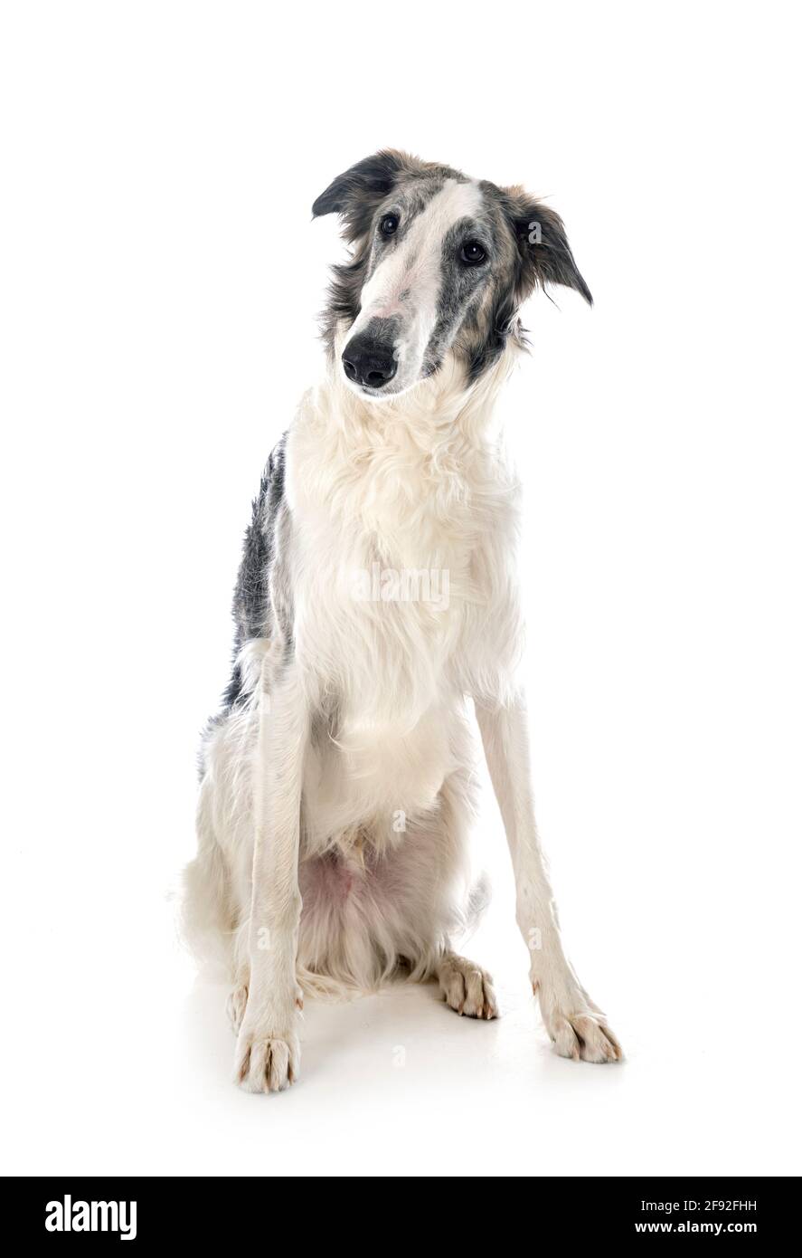 borzoi joven frente al fondo blanco Foto de stock