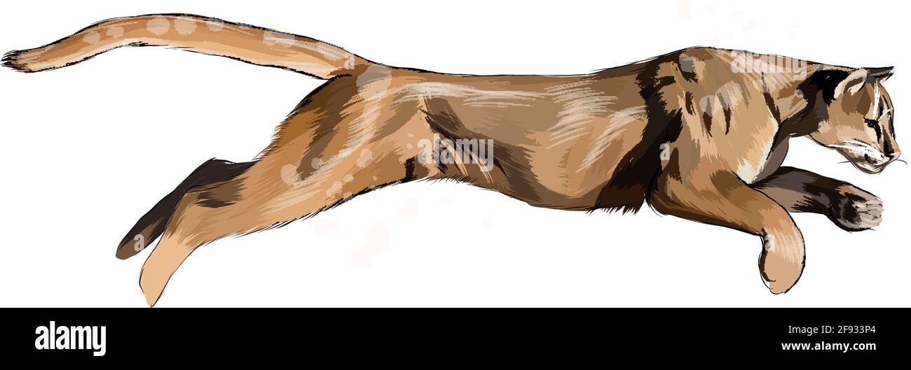 Puma, puma de un chapoteo de acuarela, dibujo de color, realista.  Ilustración vectorial de pinturas Imagen Vector de stock - Alamy