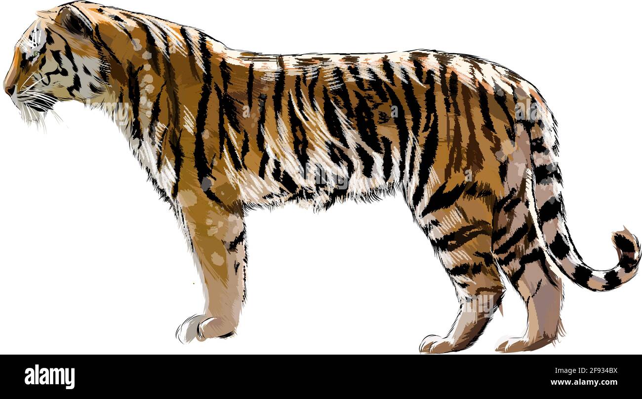 Imagen Imagen Dibujos De Tigres Realistas Thptletrongtan Edu Vn