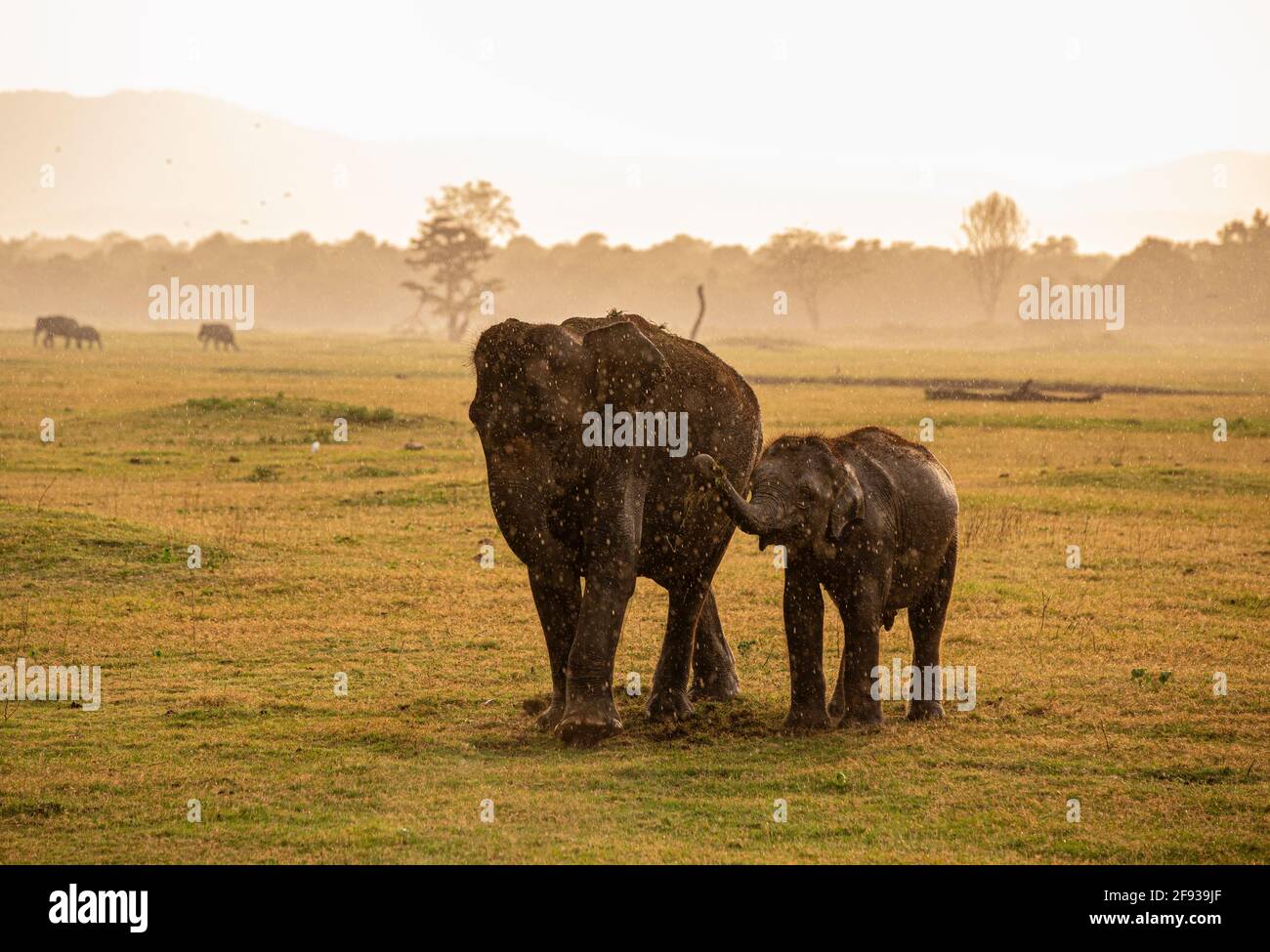 Elefantes bajo la lluvia. Parque Nacional de Kaudulla. Sri Lanka Foto de stock