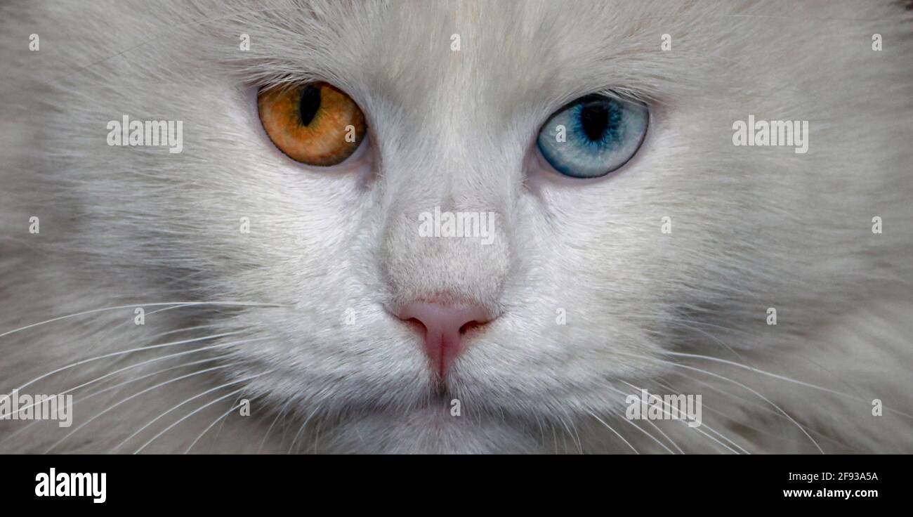 Hocico de gato con ojos multicolor, y primer plano Fotografía stock - Alamy