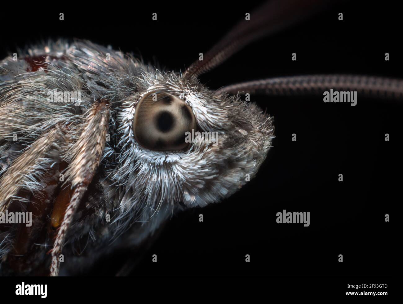 bozle de mariposa con ojos, antenas y probóscis, fotografiados por macro sobre fondo negro Foto de stock