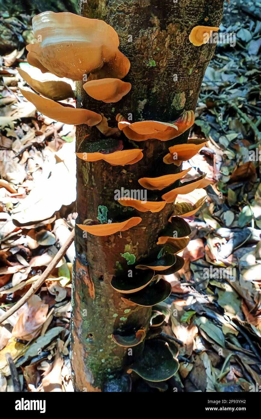 Grupo de hongos que crecen en un tronco de árbol muerto en una selva tropical Foto de stock
