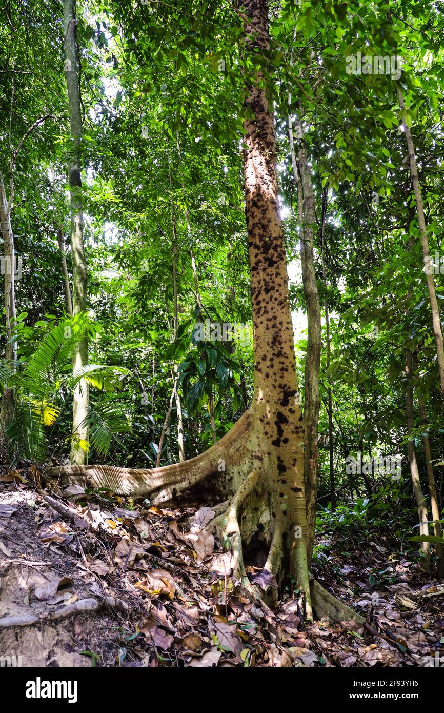 Una higuera de aspecto elegante que crece en un bosque tropical Foto de stock