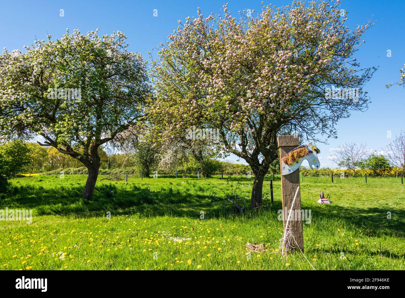 Obstbäume in volle Blüte im Frühjahr auf einer Wiese in Schleswig-Holstein Foto de stock