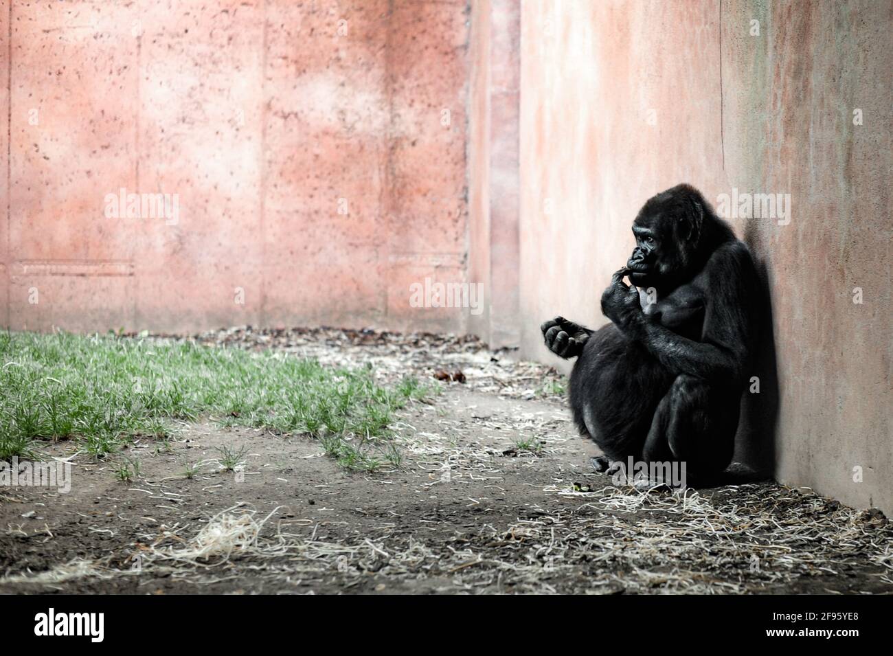 Un día en la vida de un gorila Foto de stock