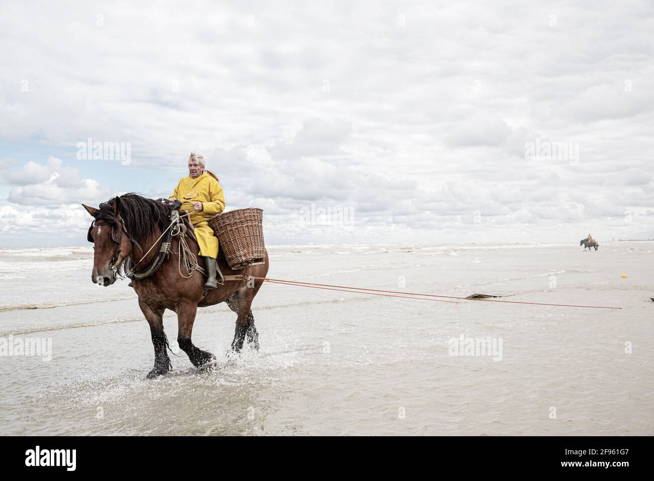 Pescadores de camarón a caballo, Bélgica Fotografía de stock - Alamy