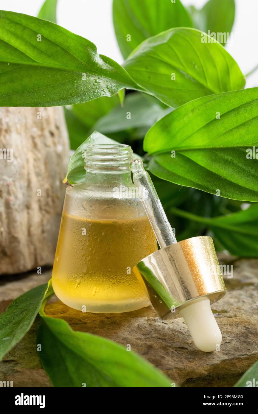 Aceite esencial natural. Remedio homeopatía, producto de belleza saludable Foto de stock