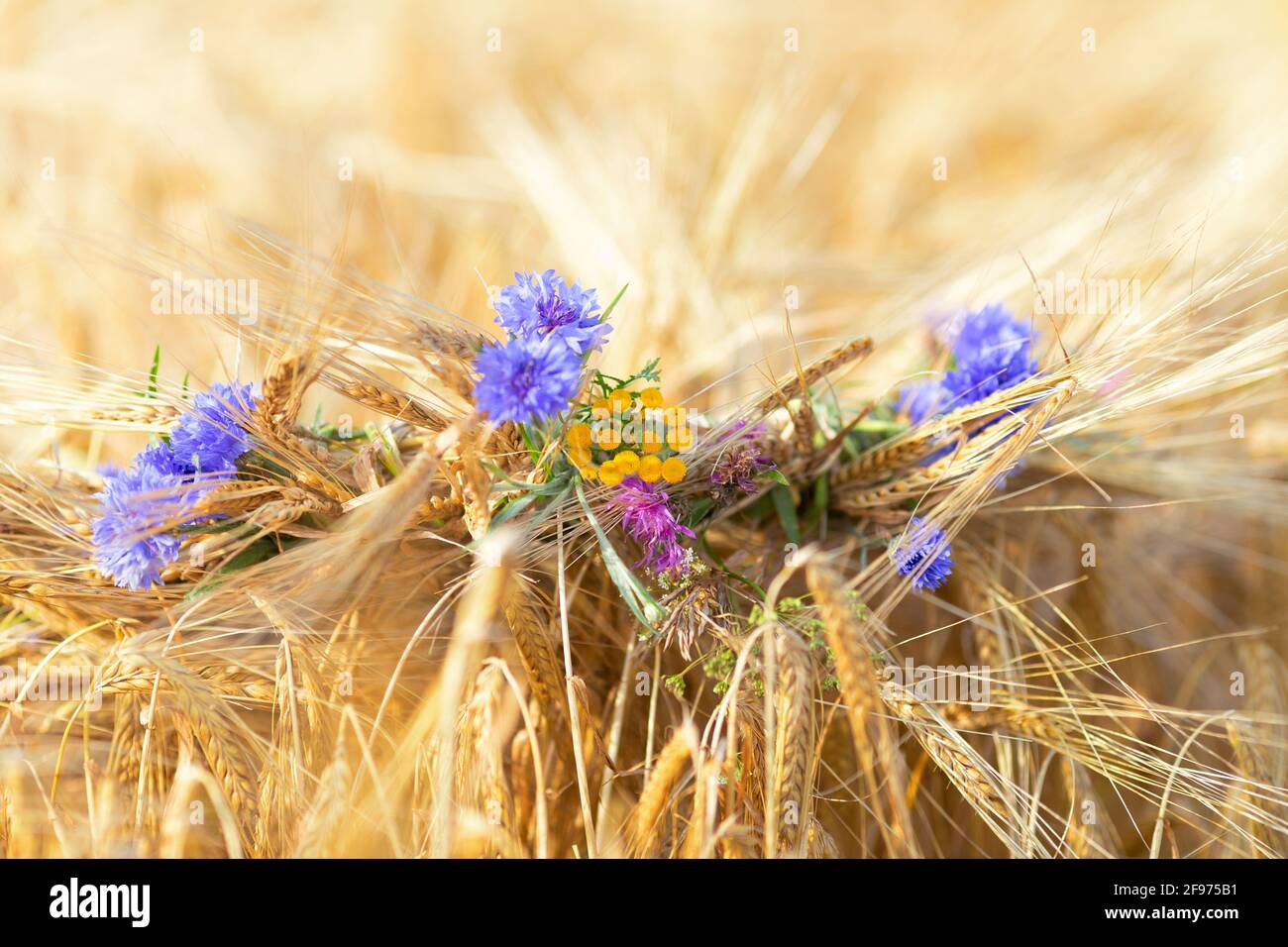Flores silvestres-cornflowers azul, amarillo y púrpura se tejen en una corona de orejas de centeno. Luz solar natural, primeros planos, enfoque selectivo Foto de stock
