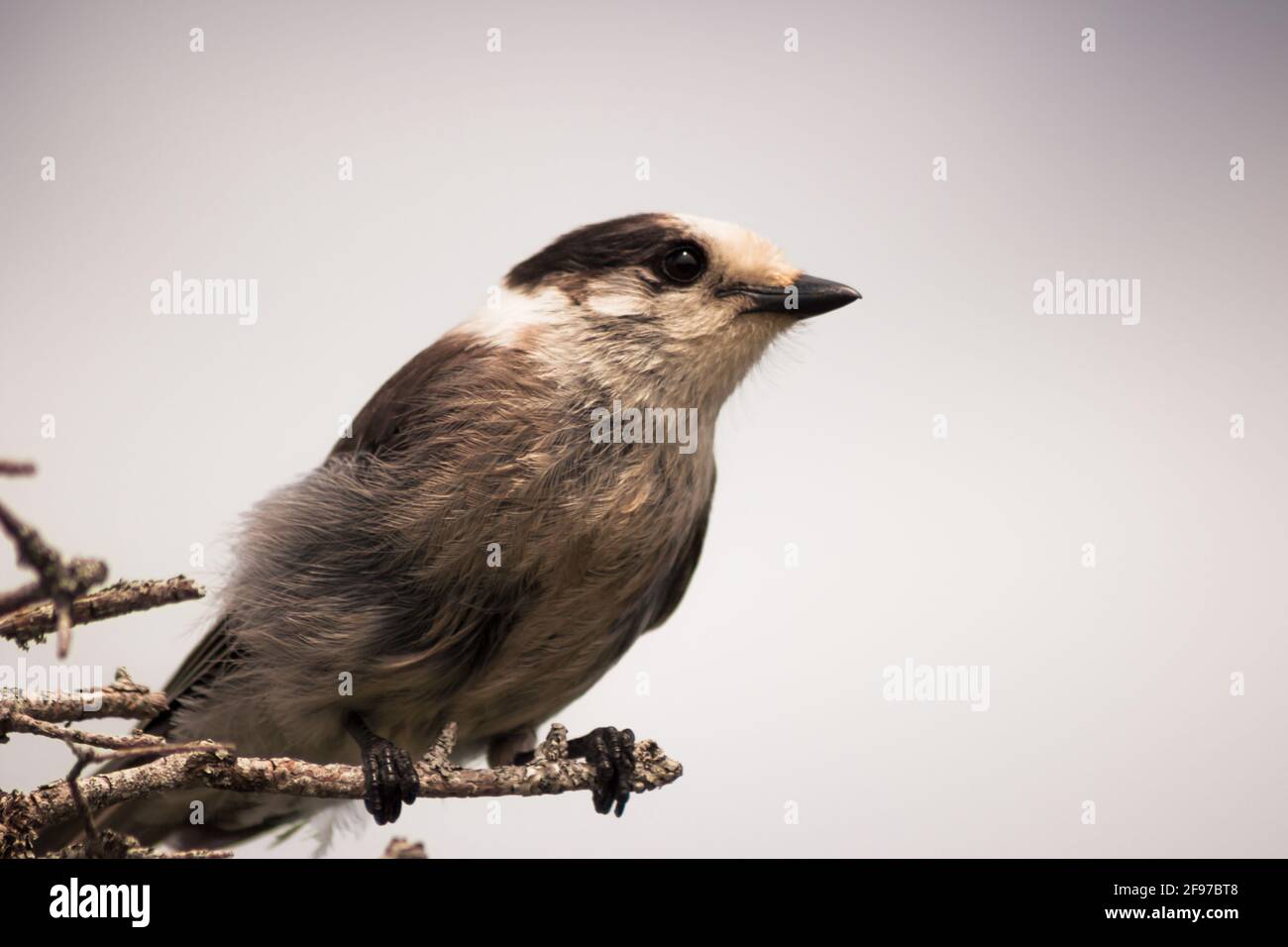 Un pájaro de Canada Jay encaramado en la rama de un árbol. AKA: canadá jay, gris jay, whisky jack, gris jay. Foto de stock