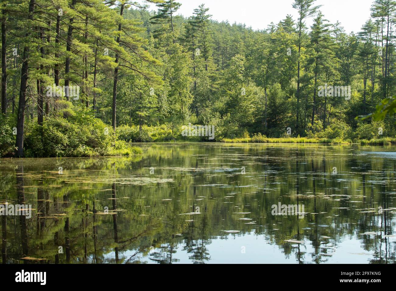 Con más de 10.000 acres, Bear Brook es el parque estatal desarrollado más grande de New Hampshire en New Hampshire. 40 millas de senderos aquí, parque fuertemente boscoso para Foto de stock