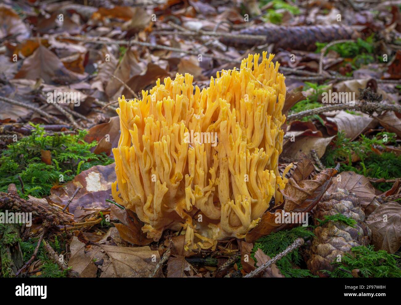 Setas forestales, coral amarillo dorado (Ramaria aurea), goatí, Baviera, Alemania, Europa Foto de stock