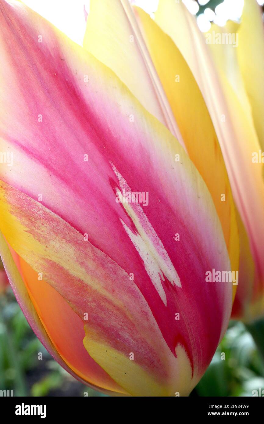 Tulipa 'Blushing Lady' Single Late 5 Blushing Lady Tulipán – flores enormes con rosa oscuro, amarillo pálido y rayas blancas, bordes amarillos, abril, Inglaterra, Foto de stock