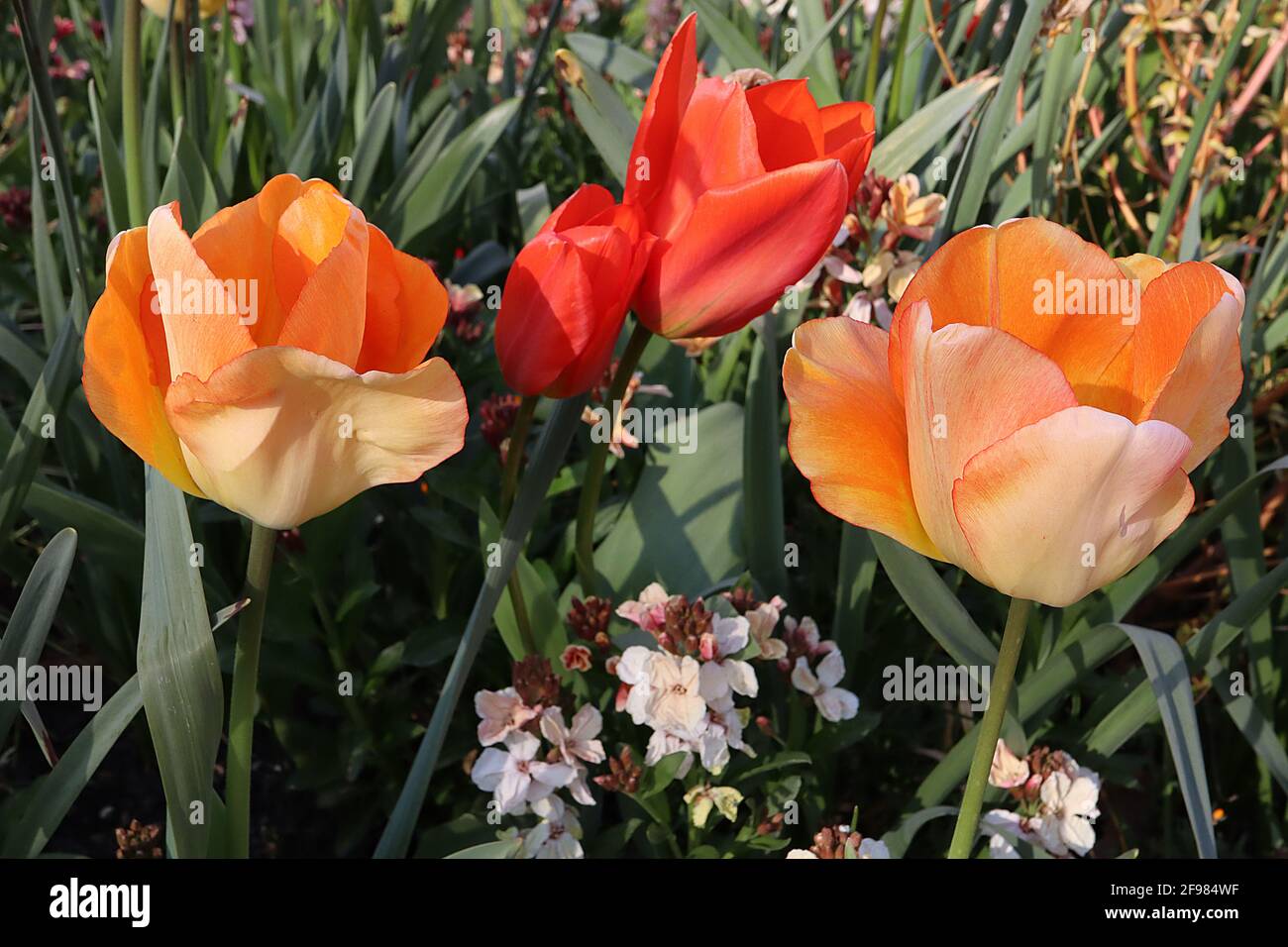 Tulipa 'Daydream' Darwin híbrido 4 Tulipán Daydream - flores de albaricoque suave, pétalos interiores de naranja, contorno rojo fino, abril, Inglaterra, REINO UNIDO Foto de stock