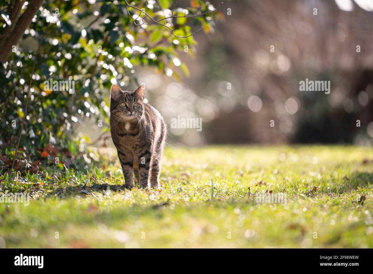 curioso gato tabby de pie en pradera en la luz del sol observando el jardín Foto de stock