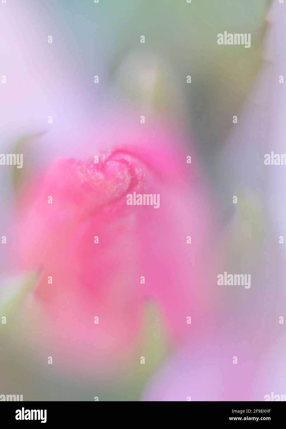 Rosa rosa, fotografiado con una lente macro vintage Foto de stock