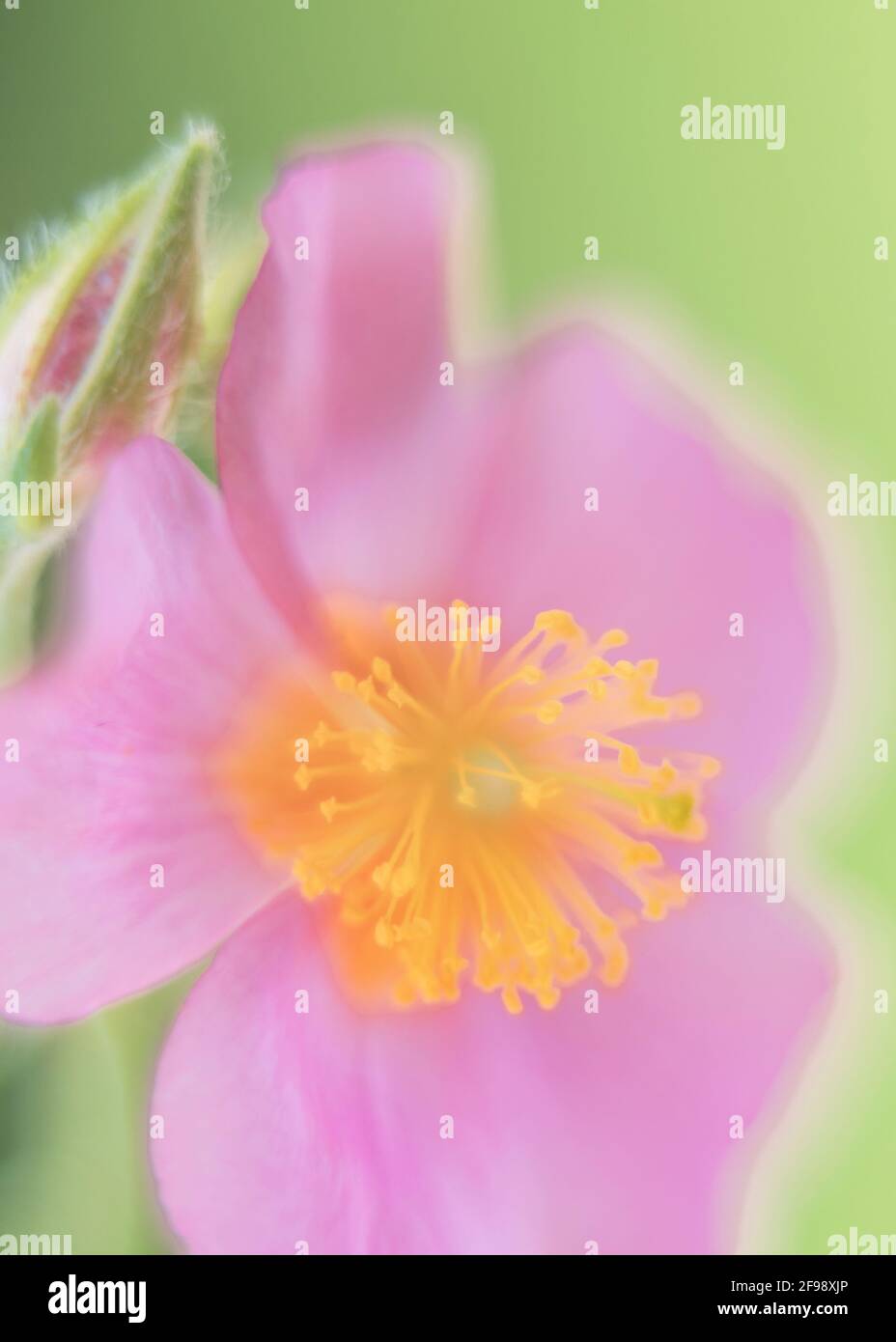 Heraldos de primavera, flores fotografiadas con una lente macro vintage Foto de stock