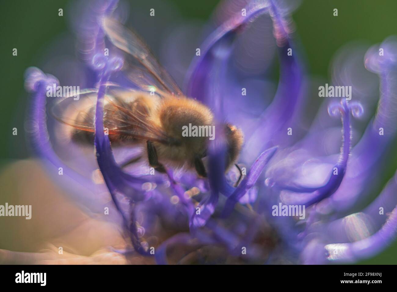 Garra del diablo con abeja, fotografiada con una lente macro vintage Foto de stock