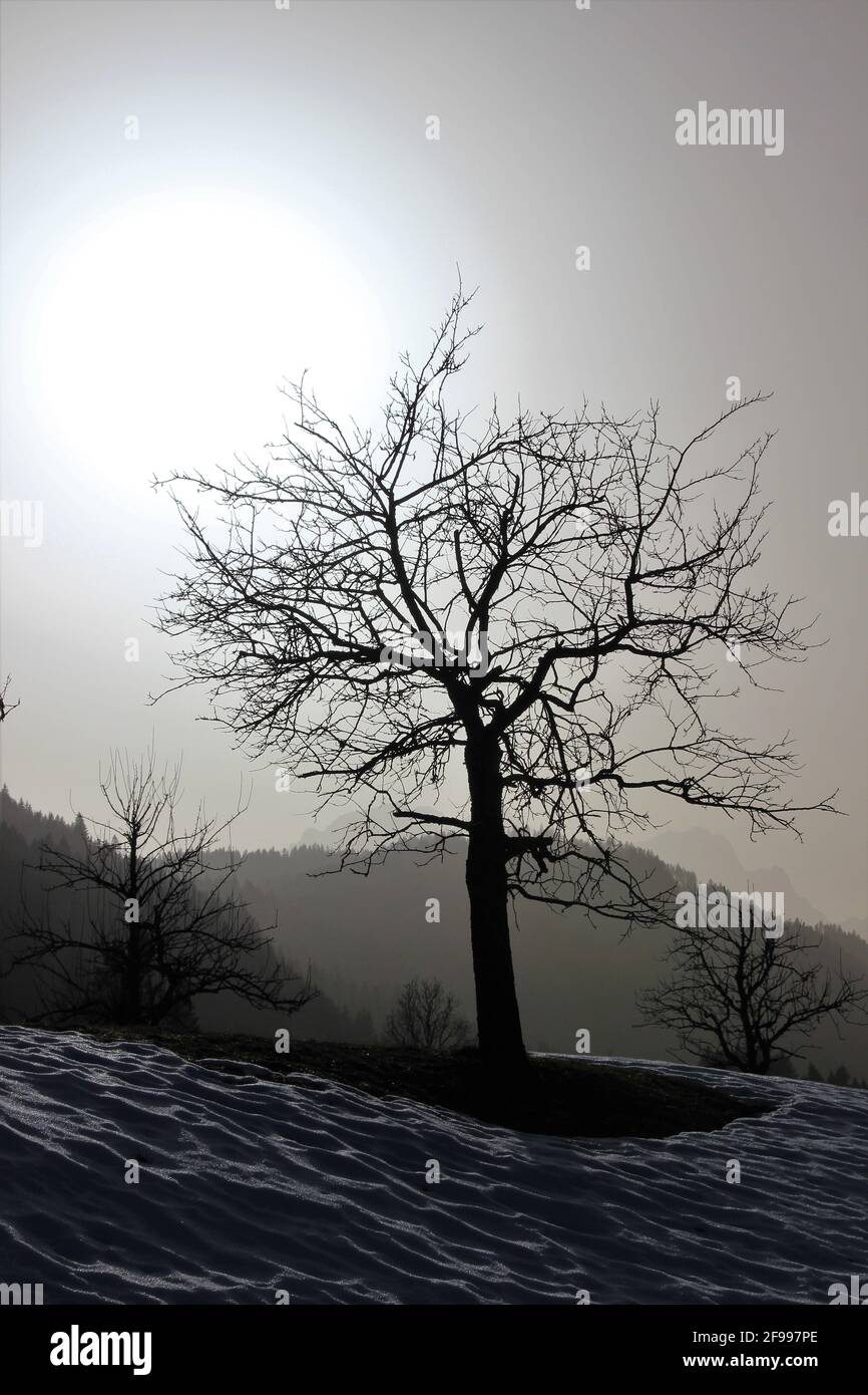 Caminata de invierno en Gerold, plantación de manzanos, el cielo azul está nublado debido al polvo saharaui traído por el foehn, iluminación única Foto de stock