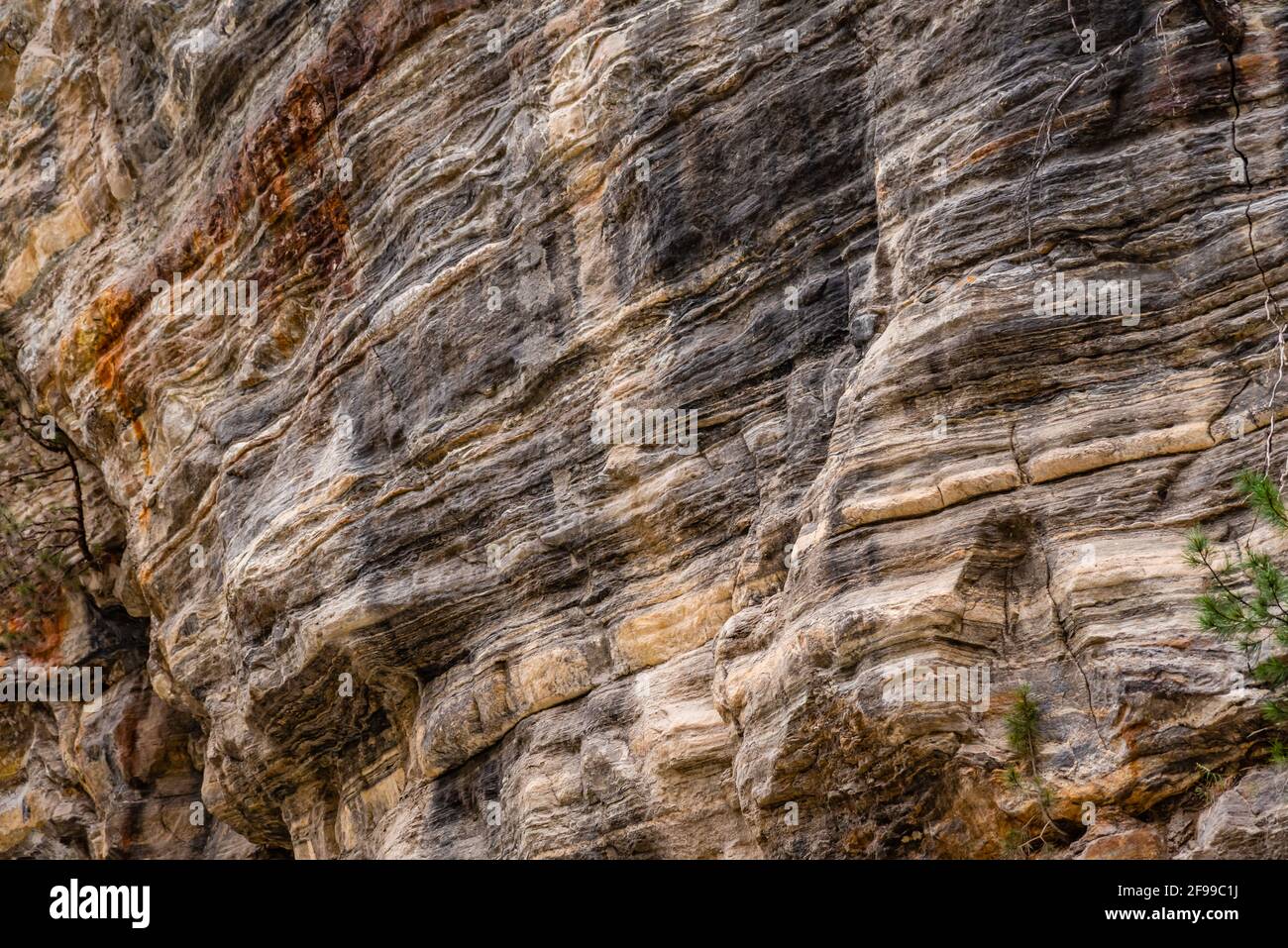 Estrato de roca caliza, es una roca sedimentaria se forma cuando las capas de fragmentos esqueléticos de organismos marinos se acumulan por sedimentación luego uplif Foto de stock