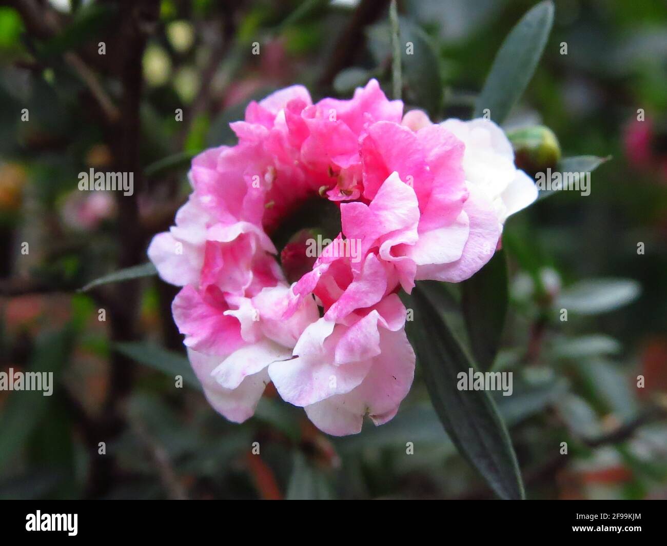 Hermosa foto de flor de gloxinia rosa y blanca Fotografía de stock - Alamy