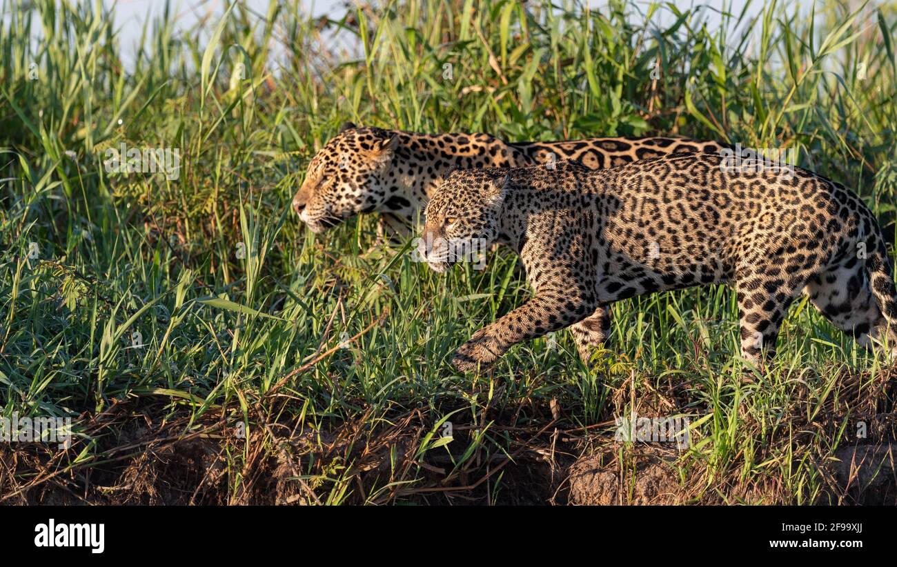 Pareja Jaguar a orillas del río lista para apareamiento Fotografía de stock - Alamy Pareja Jaguar a orillas del río lista para apareamiento Fotografía de stock - Alamy