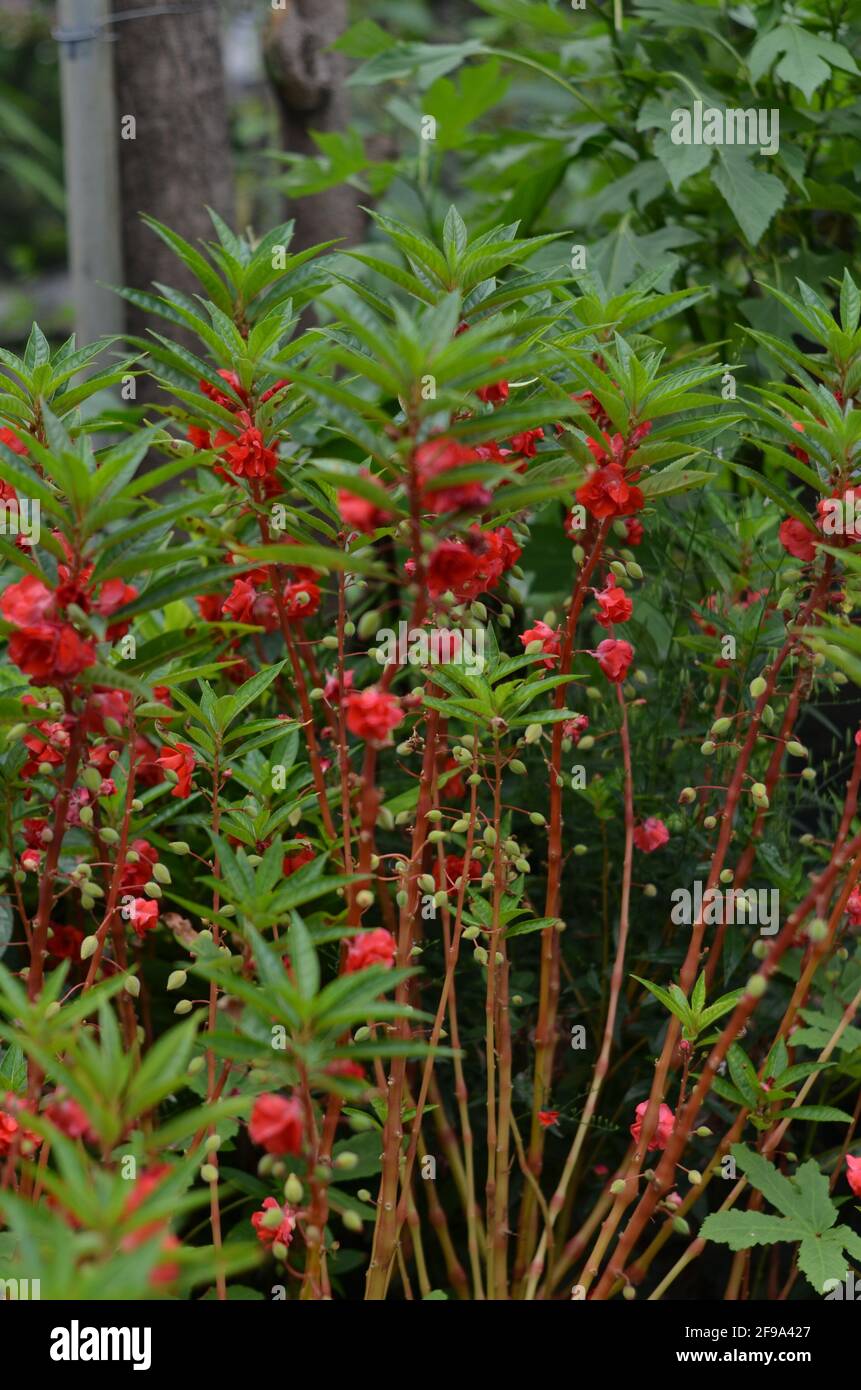 Balsam Plantas con flores rojas y frutos pequeños en la florería de Rawamangun. Foto de stock