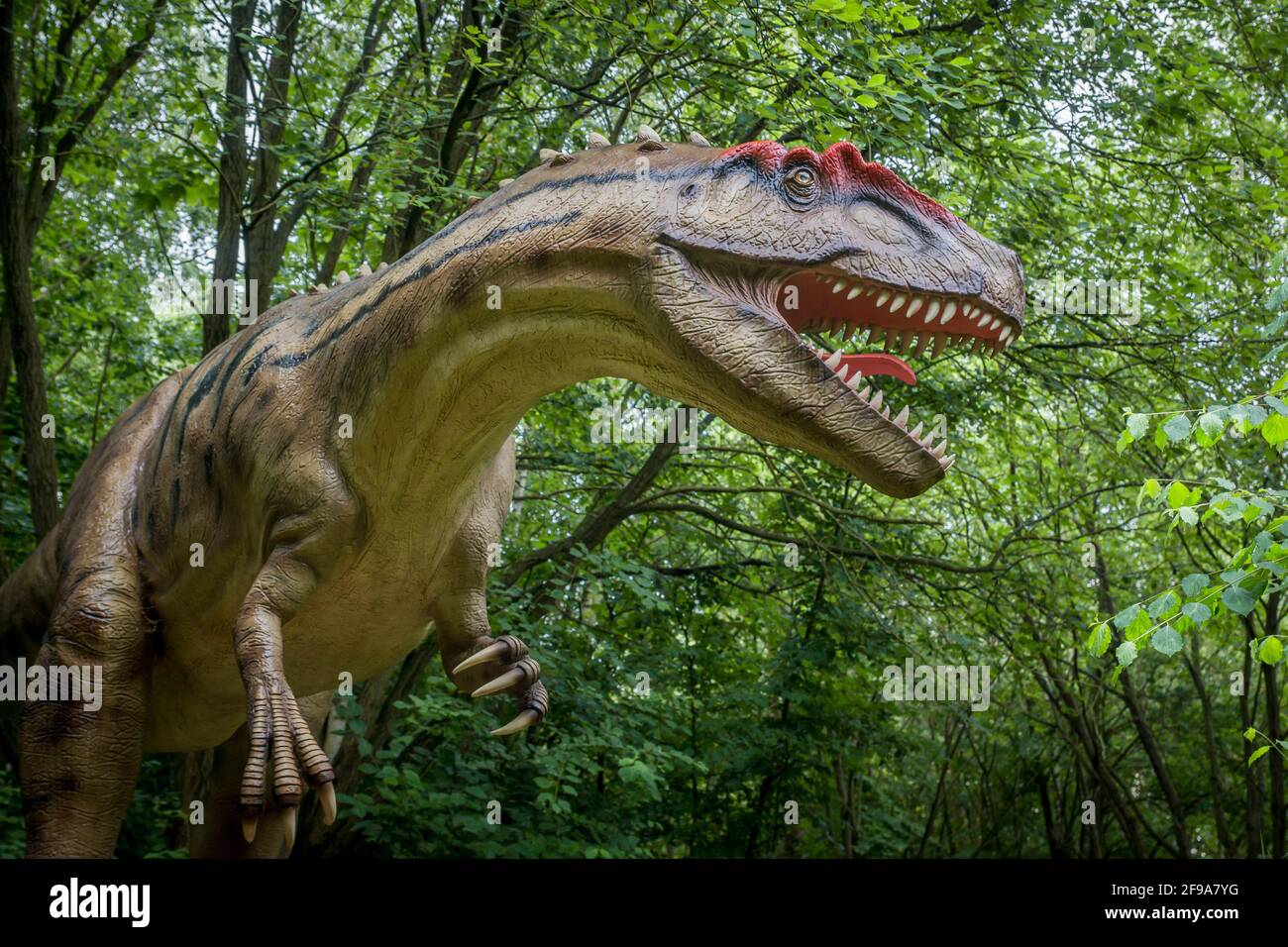 Dinosaurio Allosaurus (similar al Tyrannosaurus) como modelo en el Dinopark Münchehagen cerca de Hanover. Vivió hace unos 150 millones de años (al final del período Jurásico) en América del Norte y Europa, tenía alrededor de 9m de largo y 1,5T de peso. Foto de stock