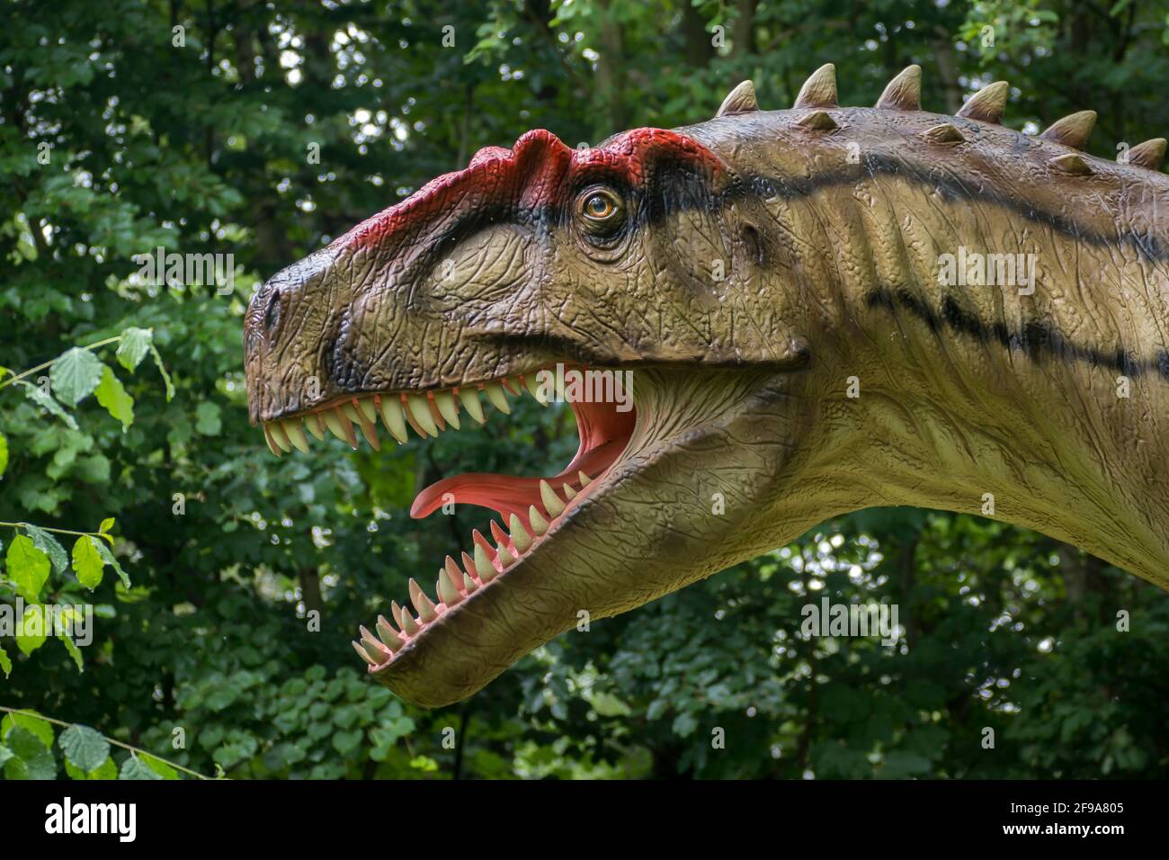 Dinosaurio Allosaurus (similar al Tyrannosaurus) como modelo en el Dinopark Münchehagen cerca de Hanover. Vivió hace unos 150 millones de años (al final del período Jurásico) en América del Norte y Europa, tenía alrededor de 9m de largo y 1,5T de peso. Foto de stock