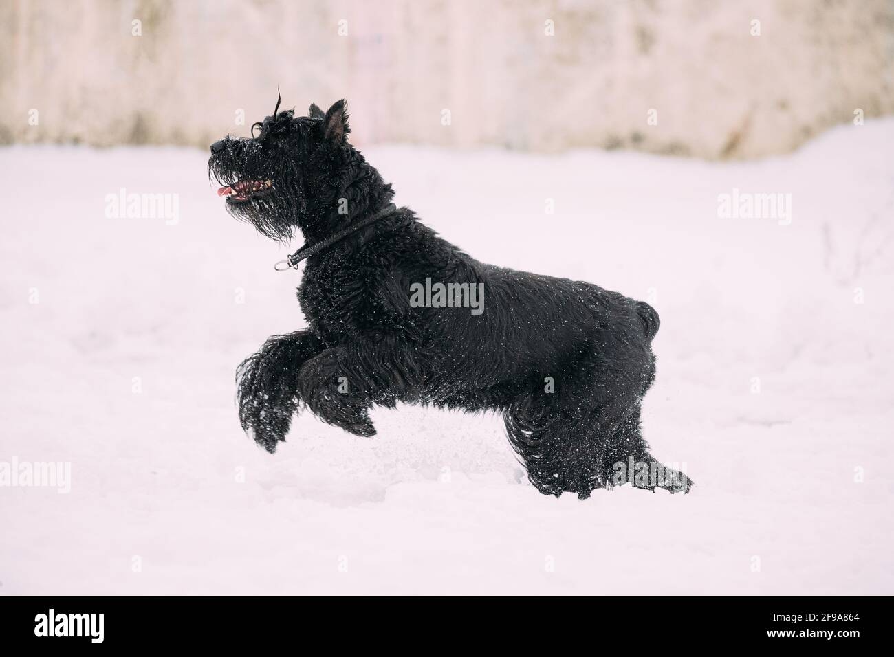 Perro schnauzer gigante fotografías e imágenes de alta resolución - Alamy