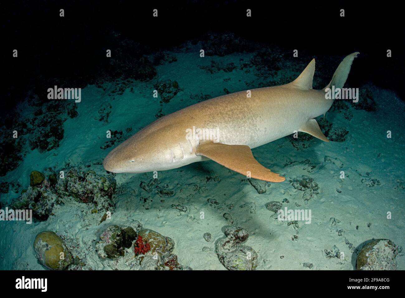 El tiburón nodriza Indo-Pacífico (Nebrio ferrugineus) (en inglés: Tiburón nodriza) es un tiburón que se puede encontrar en la zona del Mar Rojo a Sudáfrica, Australia y las Islas de la Sociedad a profundidades entre 1 m y 40 m. Foto de stock