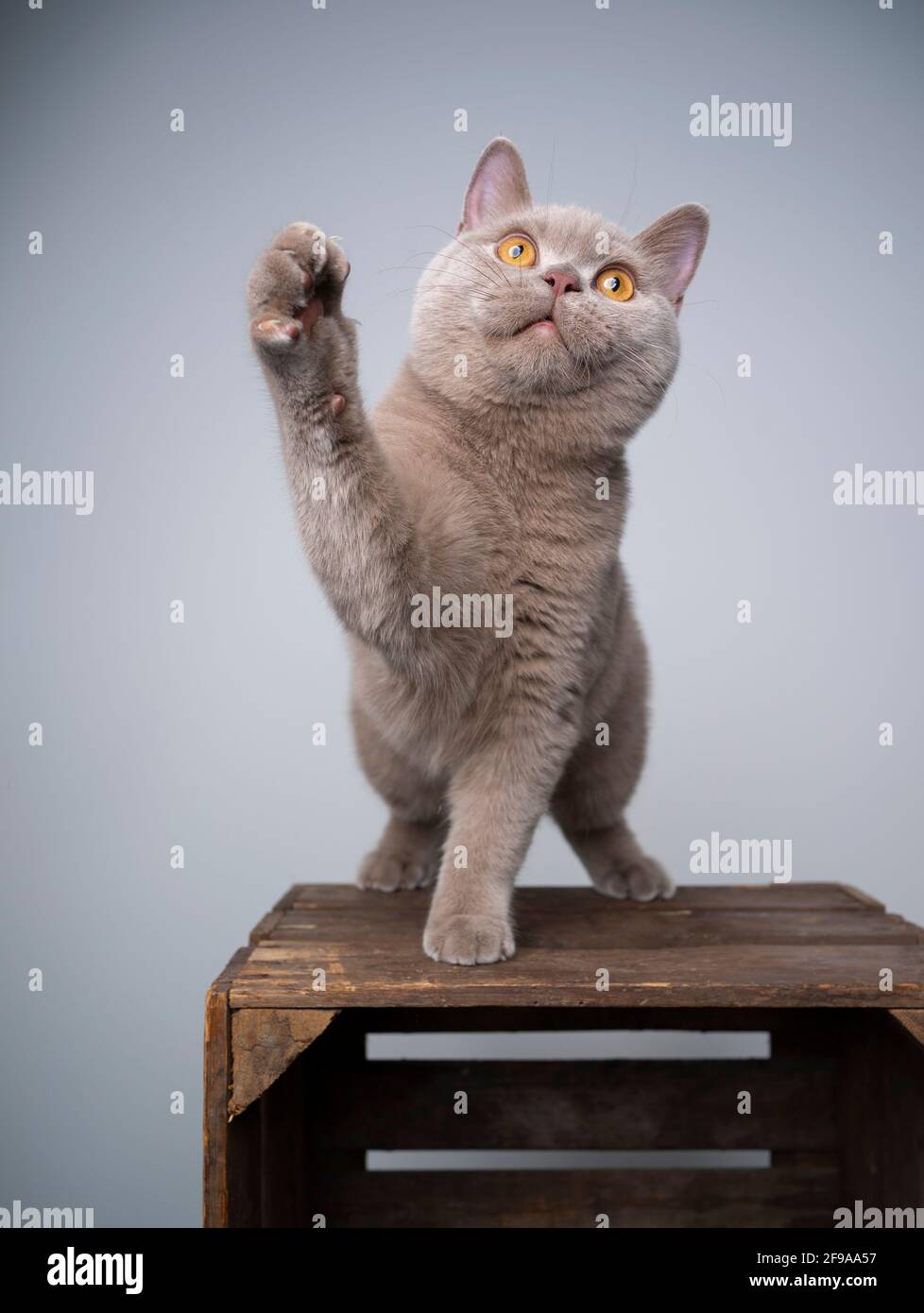 juguetón gatito británico de 6 meses de edad de silac de shortair de pie cajón de madera con mecanismo de elevación mirando hacia arriba Foto de stock
