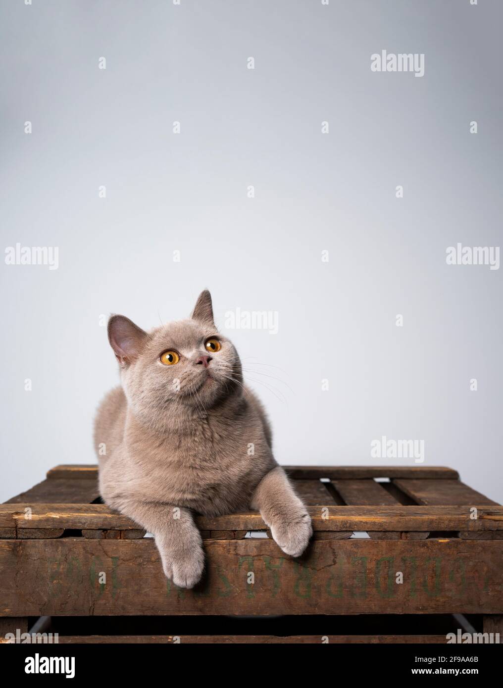 curioso 6 meses de edad lila británica shortair gatito descansando en caja de madera mirando al espacio de copia Foto de stock