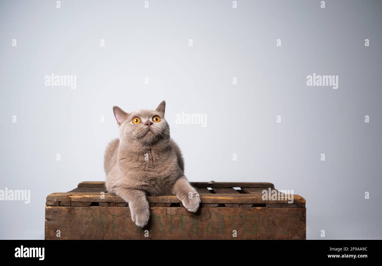 curioso 6 meses de edad lila británica shortair gatito descansando en caja de madera mirando al espacio de copia Foto de stock