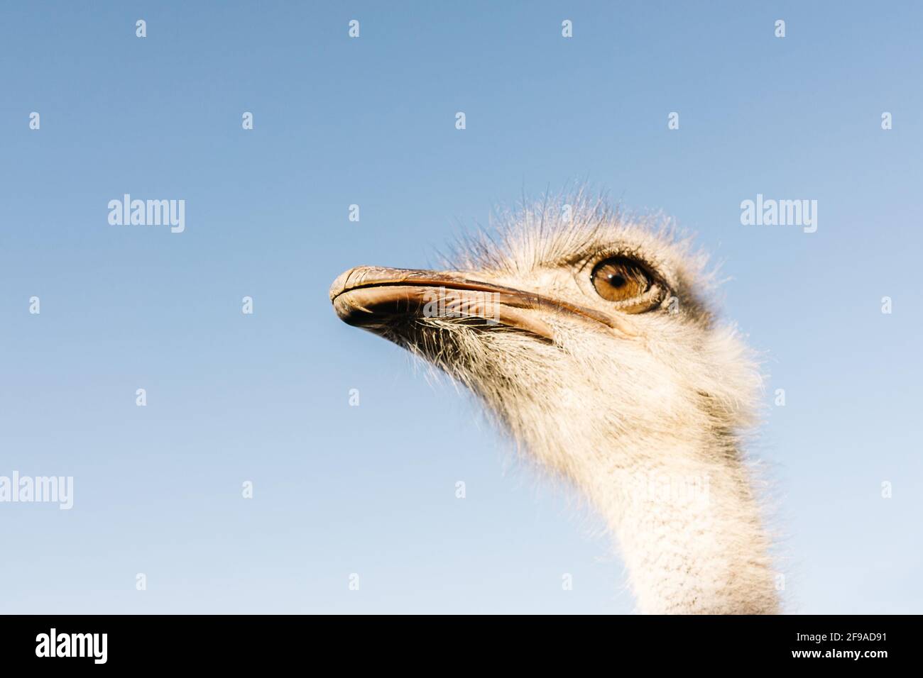 Retrato frontal de la cabeza y el cuello de avestruz sobre fondo azul cielo. Foto de stock