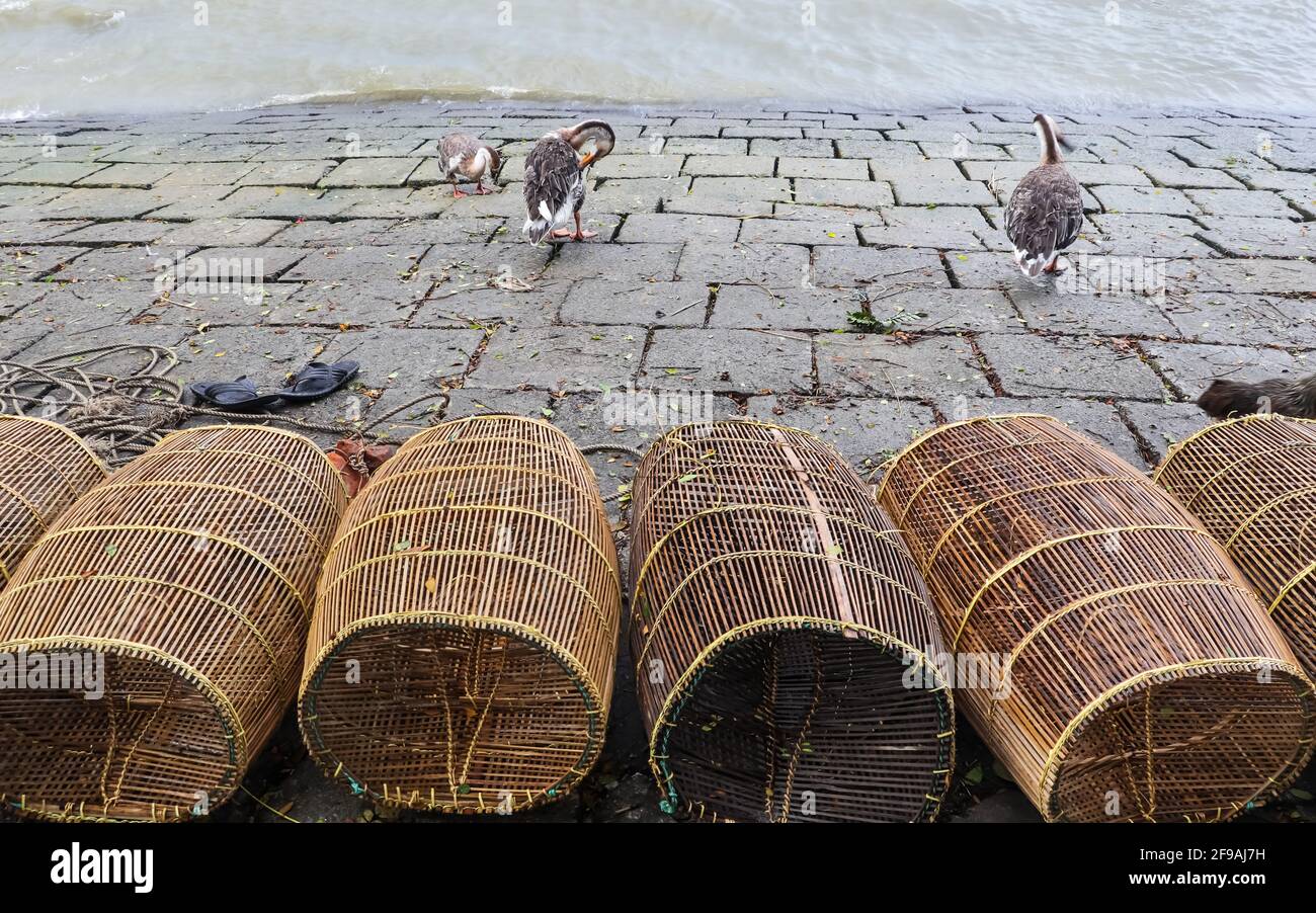 Jaula de pesca y pato en la orilla del río Capturé esta imagen el 15th de septiembre de 2020 de Chandpur, Bangladesh, Asia del Sur Foto de stock