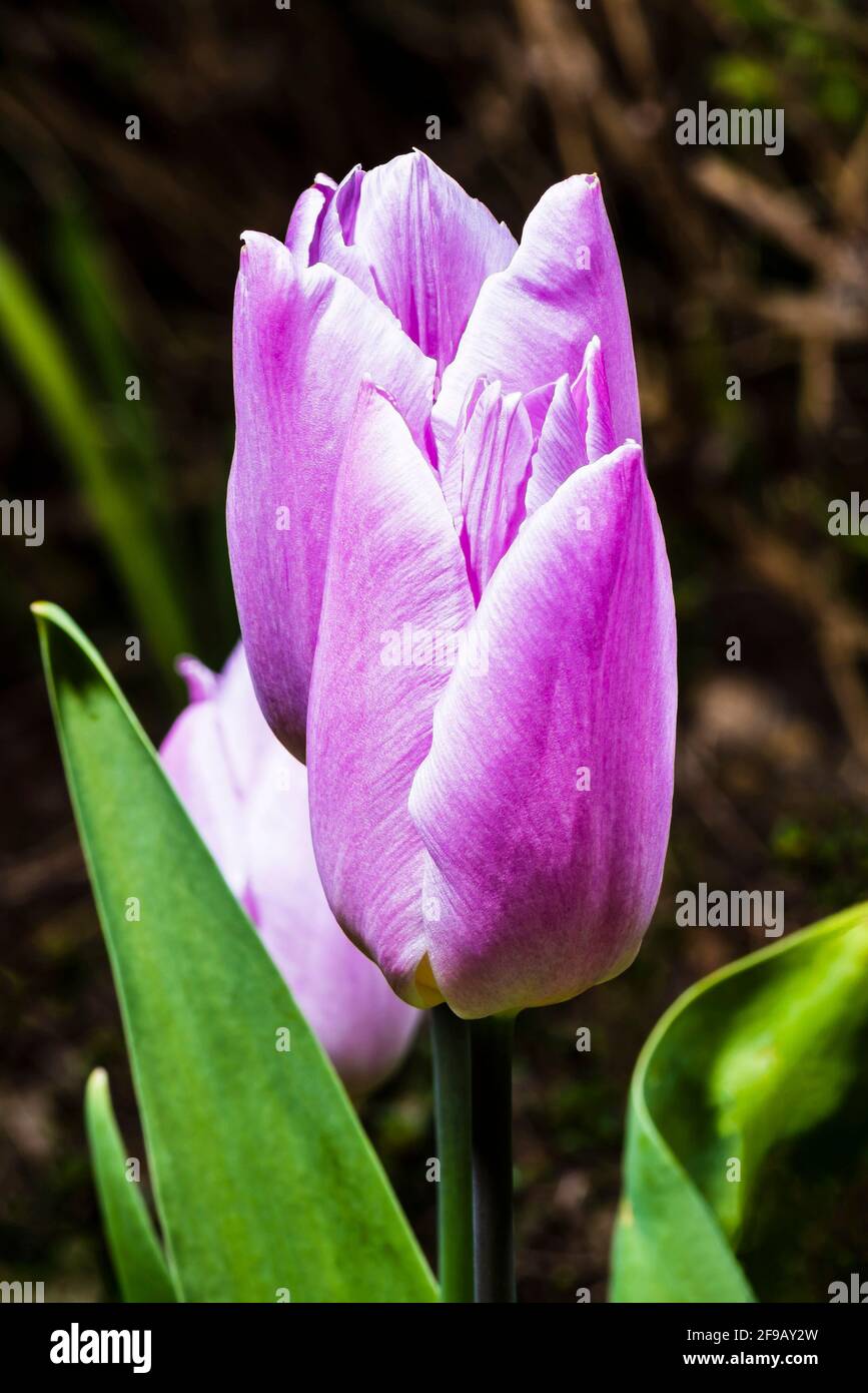 Primer plano de un tulipán rosa (Tulipa 'Light and Dreamy') en un jardín de primavera del norte de Londres, Londres, Reino Unido Foto de stock