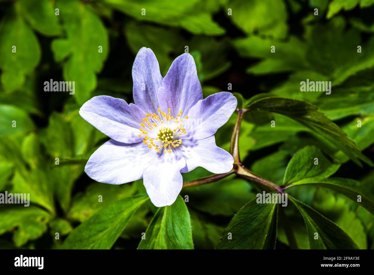 Primer plano de un Anemone (Anemone nemorosa) de madera de flor púrpura en un jardín de primavera del norte de Londres, Londres, Reino Unido Foto de stock