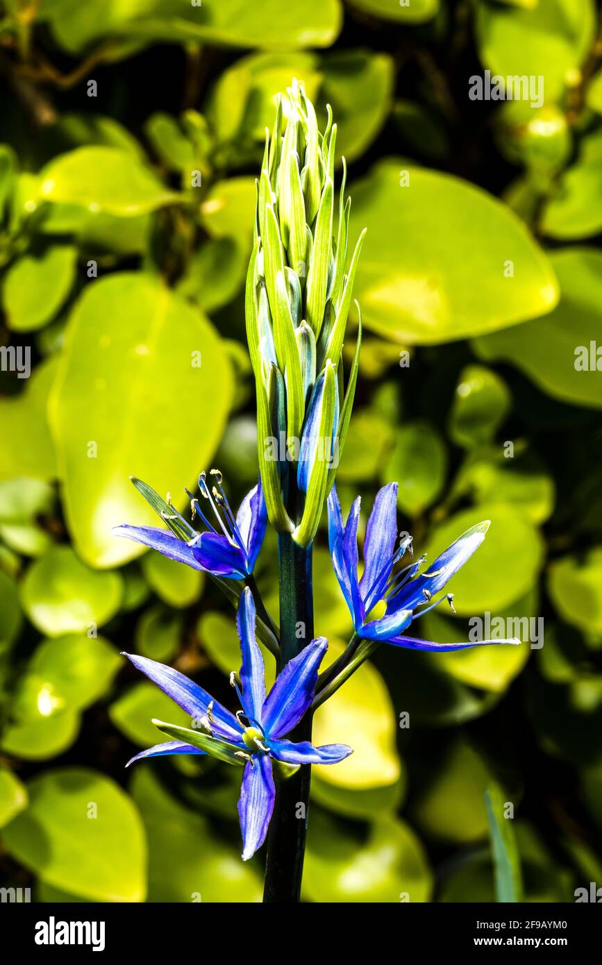Primer plano de una Camassia leichtlini de flor azul en un jardín de primavera del norte de Londres, Londres, Reino Unido Foto de stock