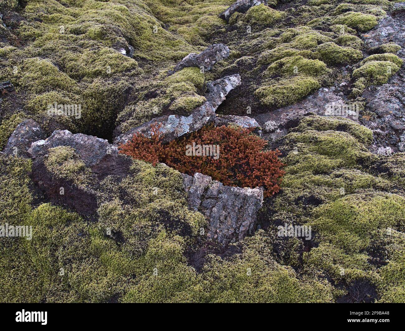 Planta volcánica fotografías e imágenes de alta resolución - Alamy