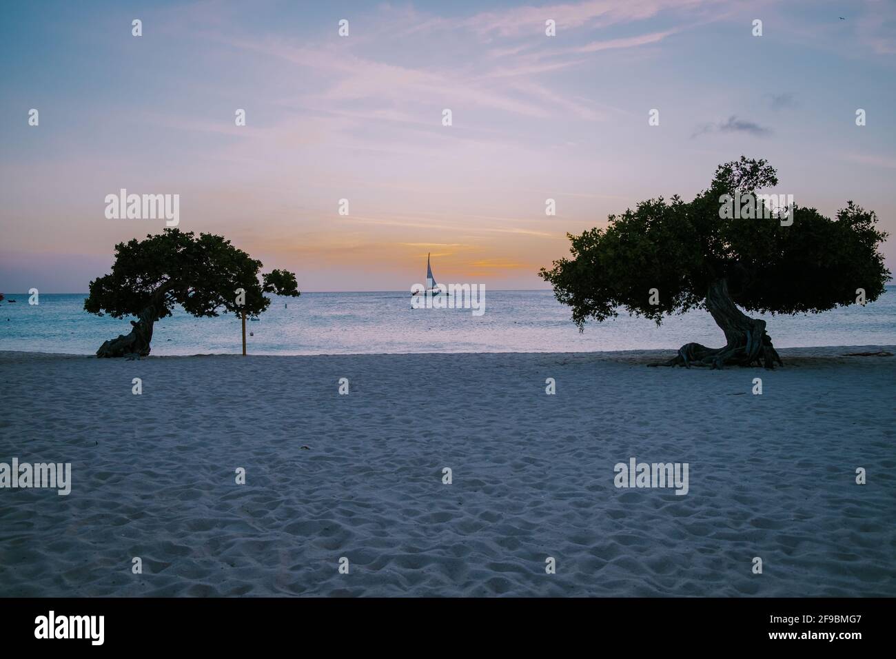Puesta de sol en Eagle Beach Aruba, Divi Dive árboles en la costa de Eagle Beach en Aruba. Foto de stock