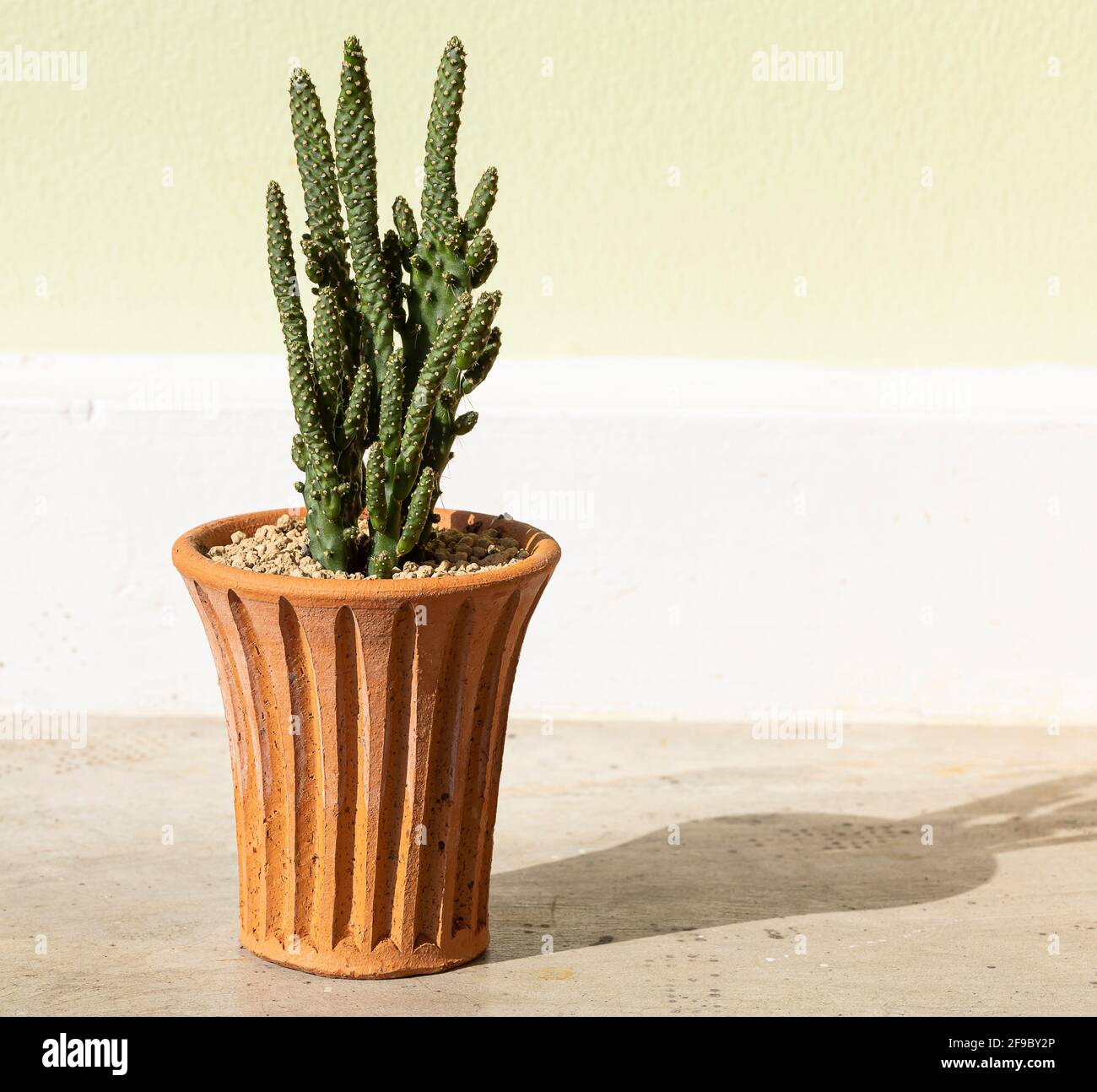 Cactus en olla de terracota sobre el fondo de la mesa de cemento. Foto de stock
