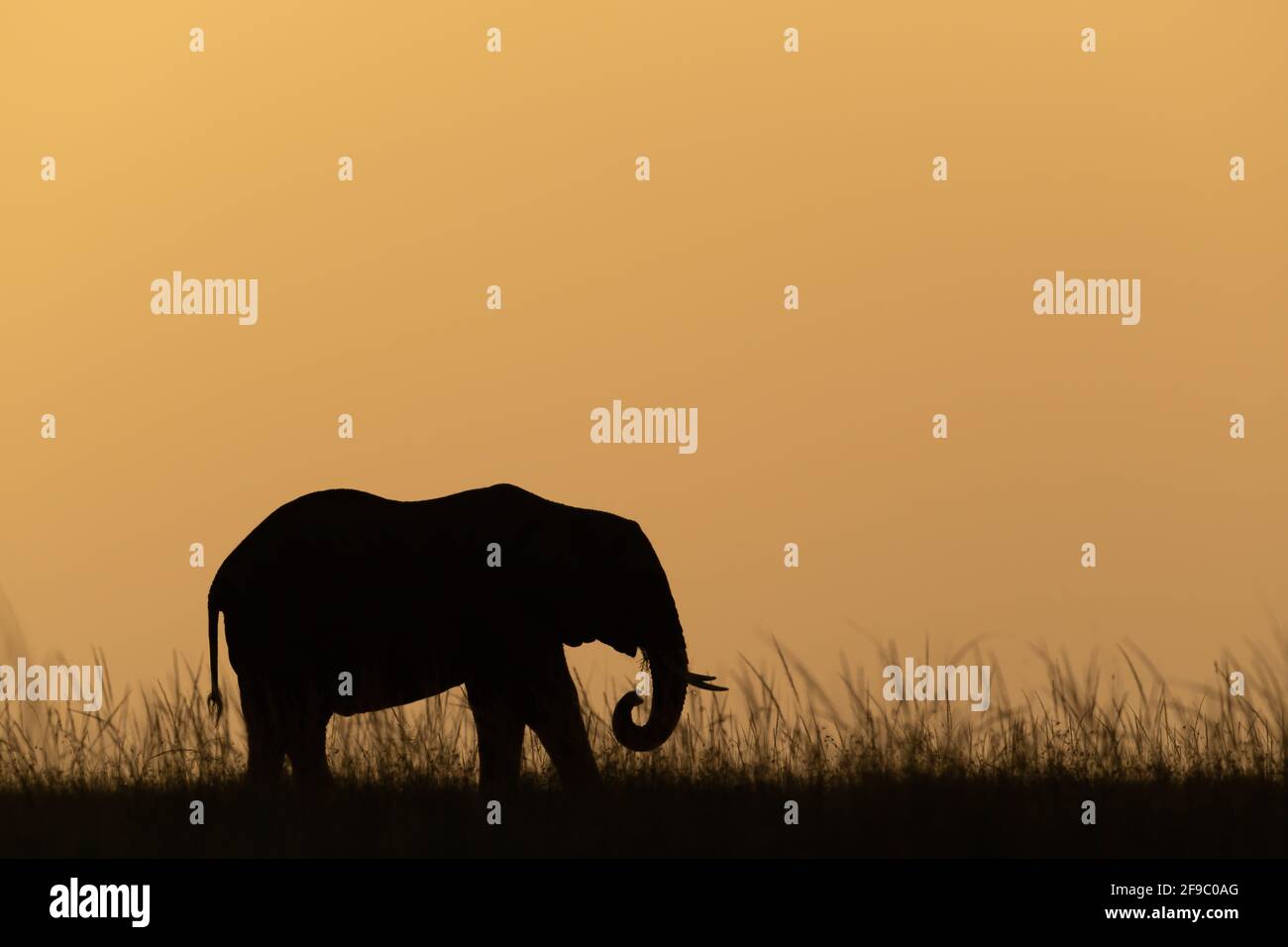 Elefante africano en el horizonte durante la puesta del sol Foto de stock