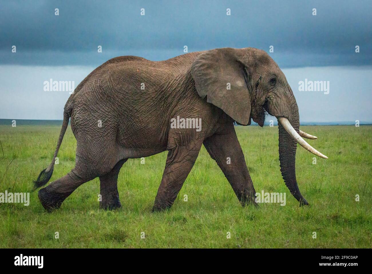 Elefante de monte africano camina sobre la llanura verde Foto de stock