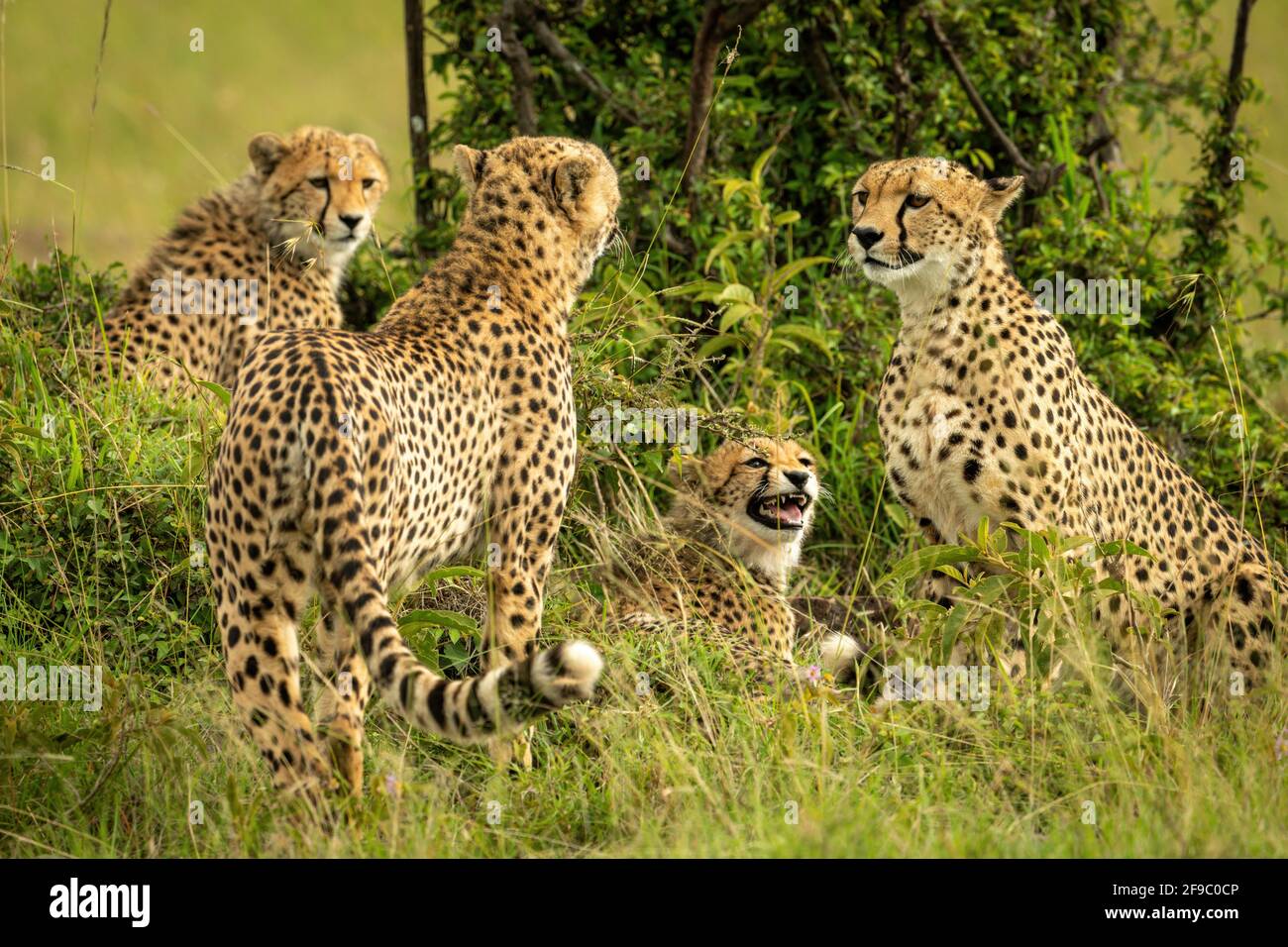 La coalición de Cheetah se sienta y se encuentra cerca de Bush Foto de stock