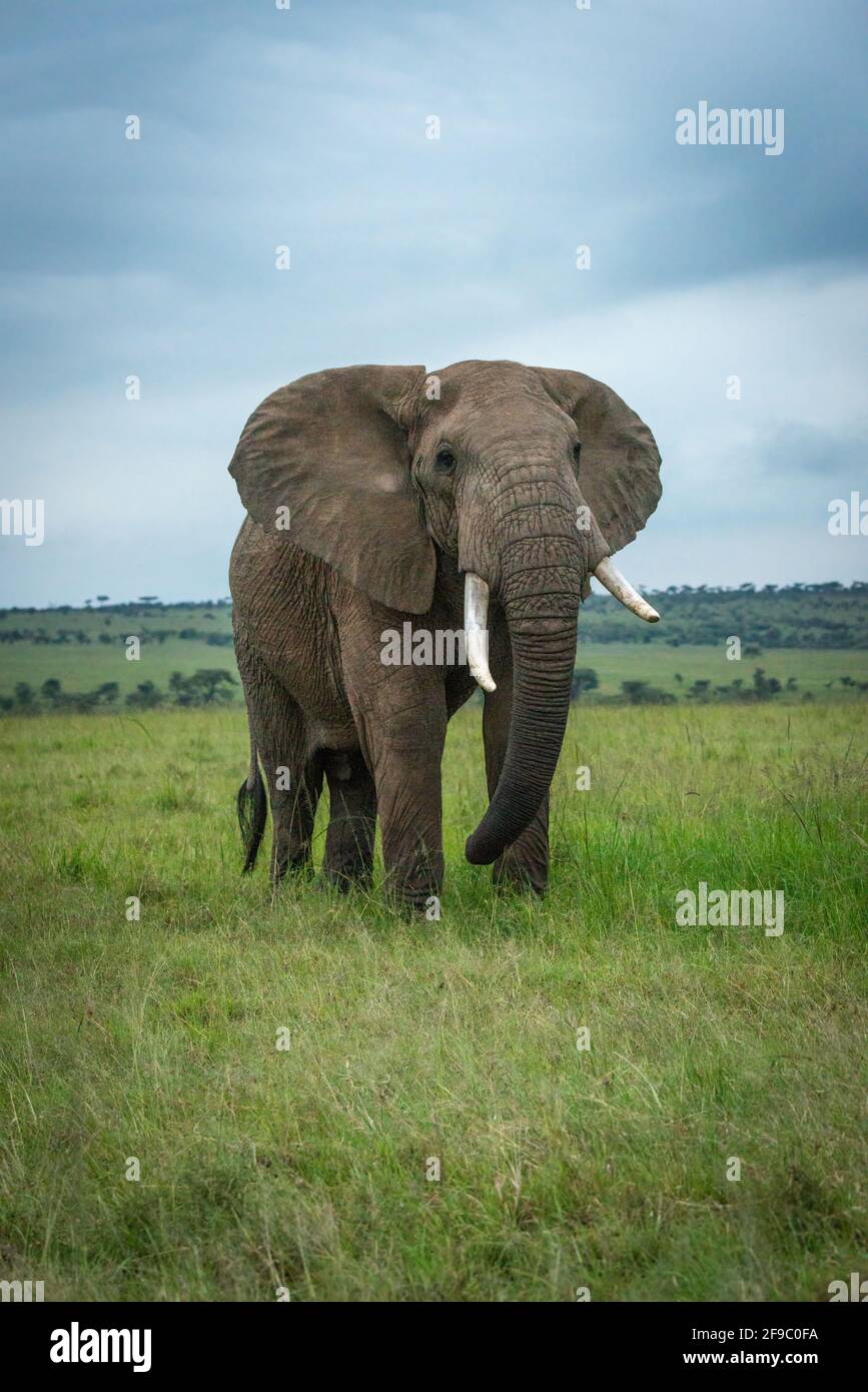 El elefante africano del arbusto está parado en la hierba corta Foto de stock