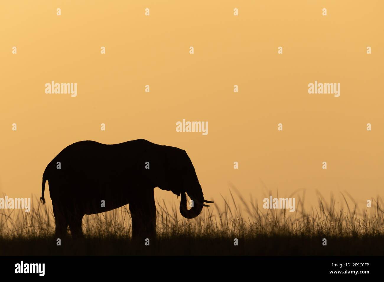 Elefante de monte africano al atardecer en el horizonte Foto de stock