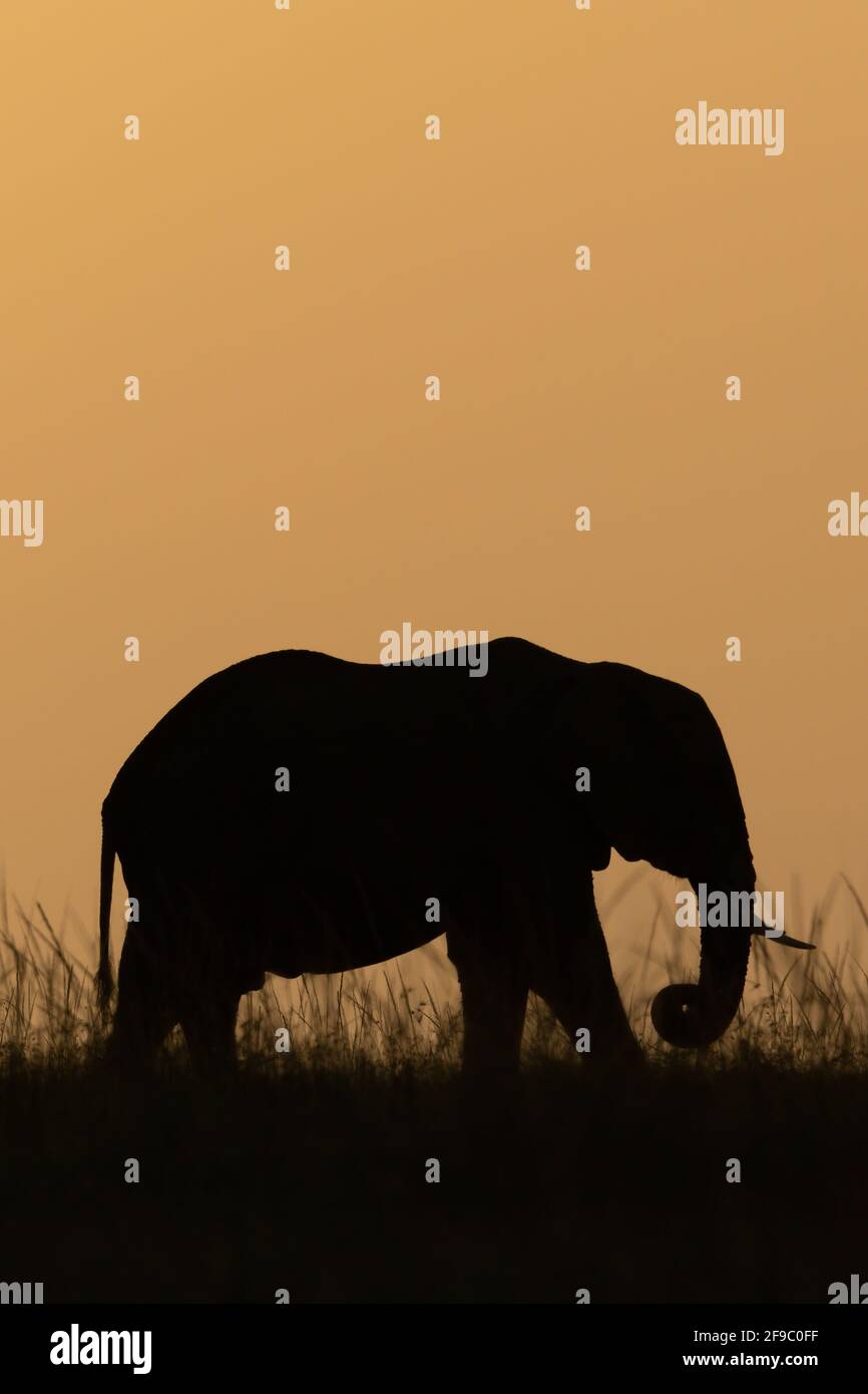Elefante africano en la hierba al atardecer Foto de stock