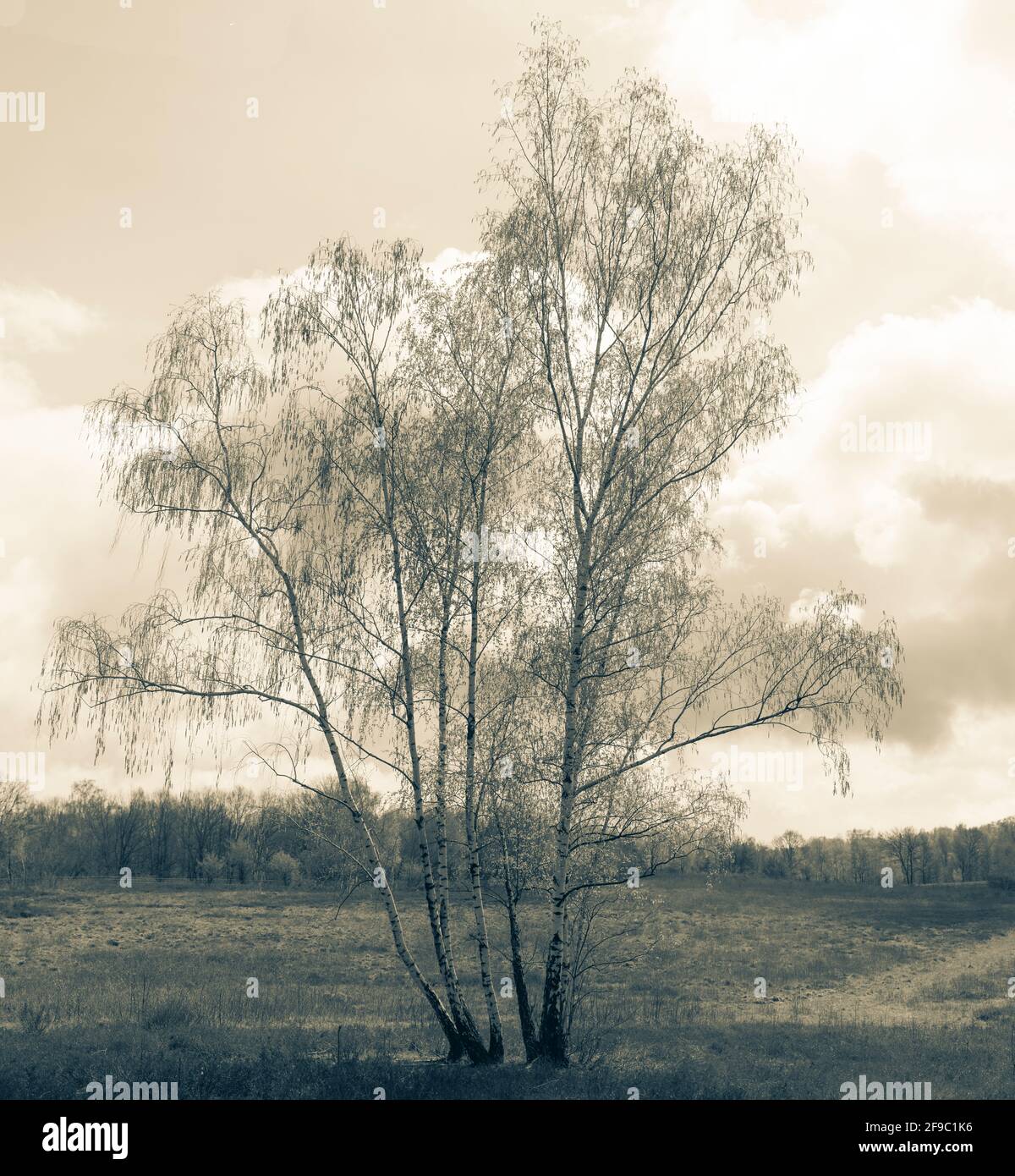 Tronco de árbol con ramas sin hojas de primer plano Vector de stock por  ©grgroupstock 131104908