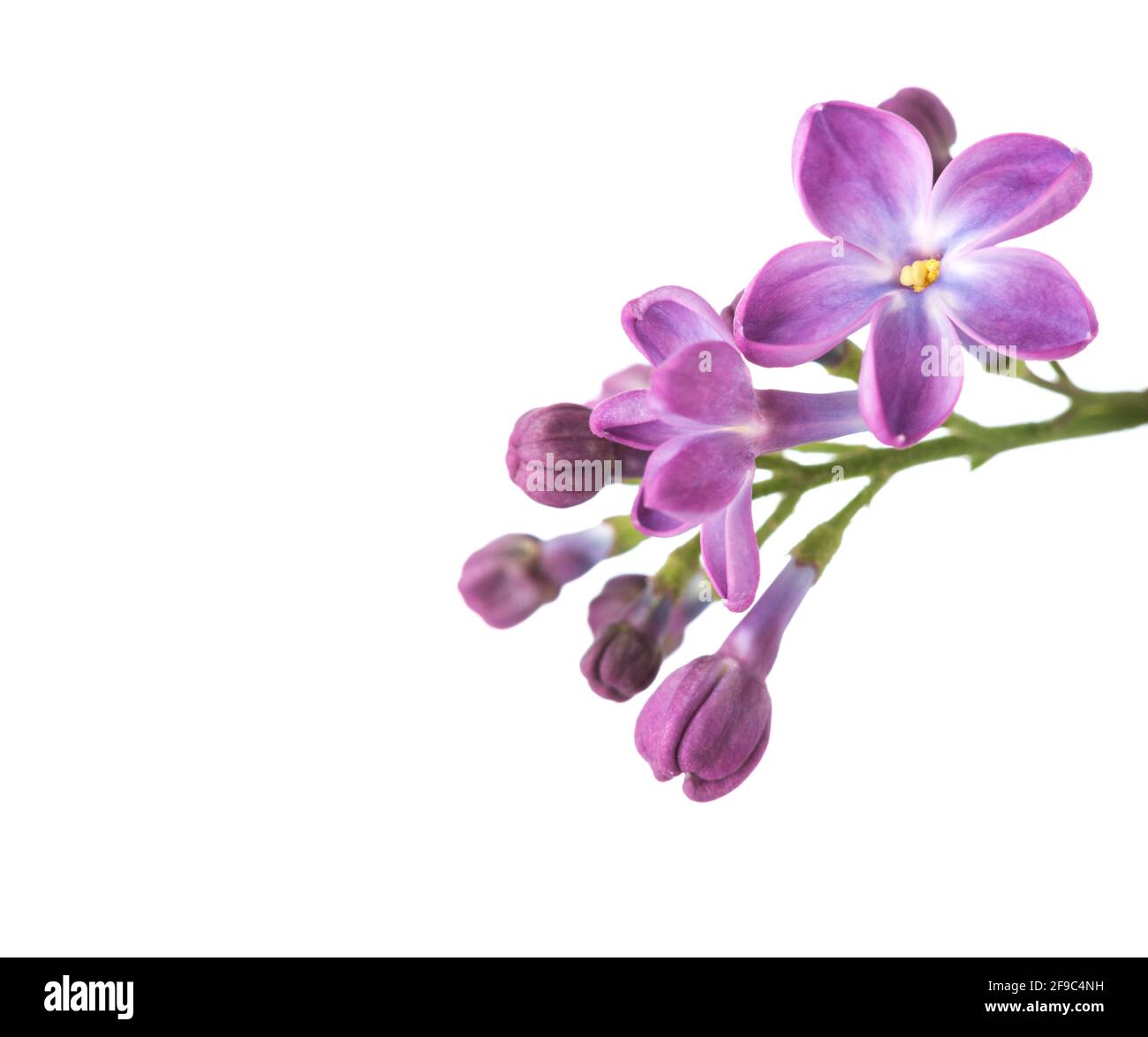 Diminutas flores lilas aisladas sobre fondo blanco. Profundidad de campo baja. Enfoque selectivo. Foto de stock